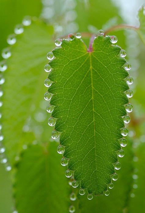 Leaf with droplets