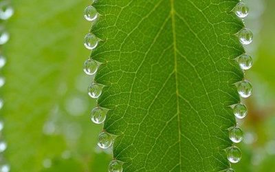 Wednesday SFQ Practice