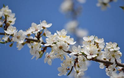 Spring Forest Qigong Level One Workshop