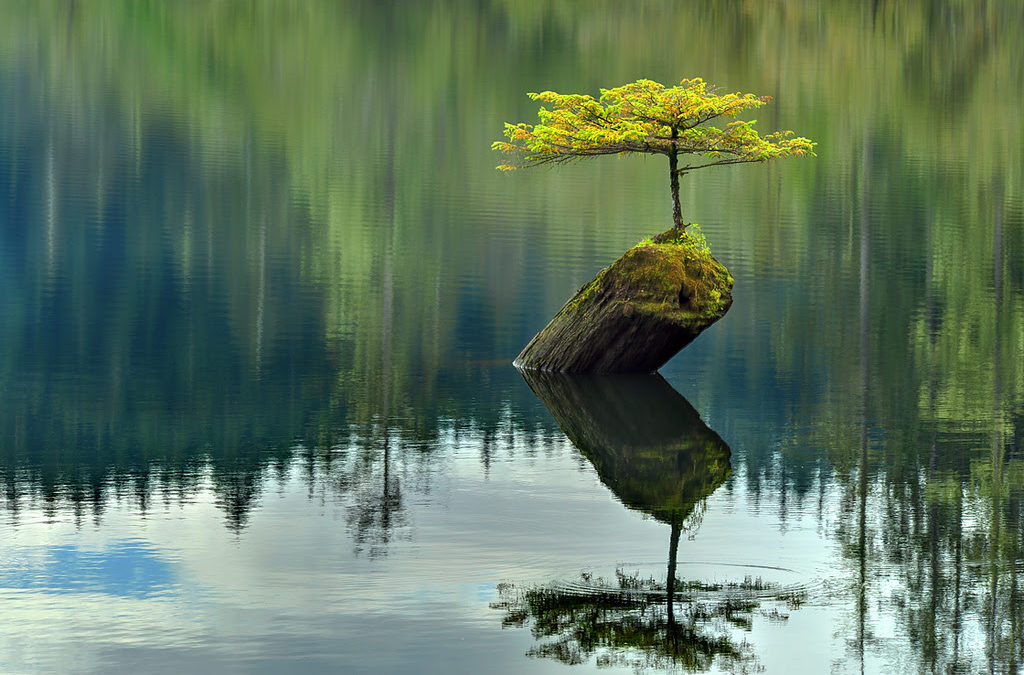 Tree in the water