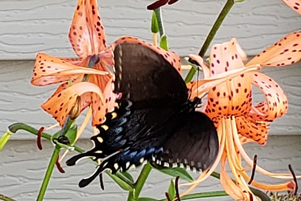 Female Tiger Swallowtail on Tiger Lily