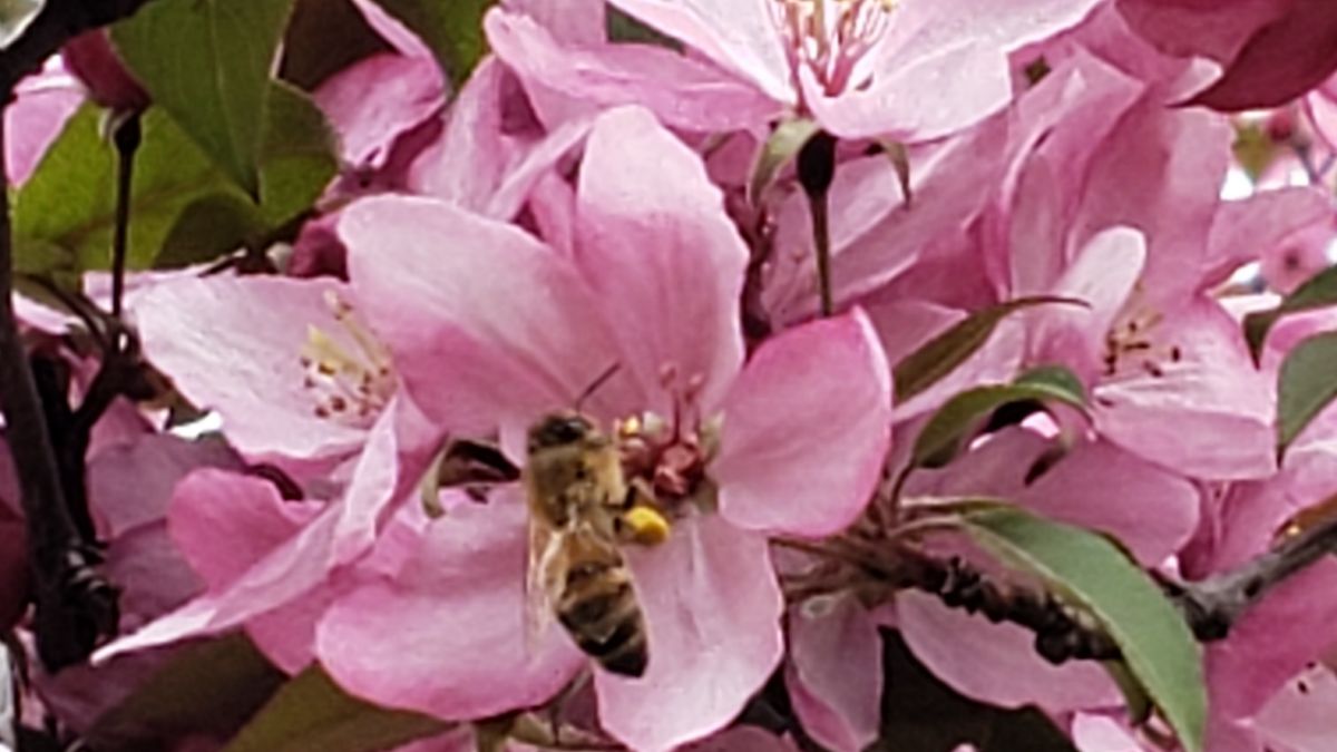 Bee Sipping Sweetly Scented Spring Blossom