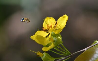 How Do You Pronounce Qigong? My Journey with Spring Forest Qigong and Its Holistic Benefits